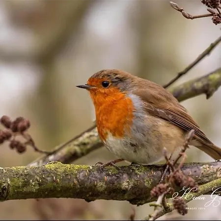 Country Cosy * Bailieborough