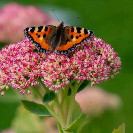 Country Cosy Hébergement de vacances Bailieborough